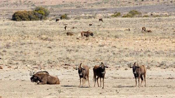I quattro Wildebeest neri principali nella parte anteriore — Foto Stock