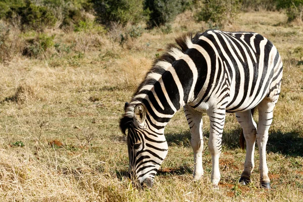 Burchell firmy Zebra jedzenia trawy — Zdjęcie stockowe