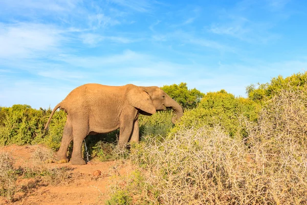 Afrikanske Bush Elephant tager en dump og et lille på samme tid - Stock-foto