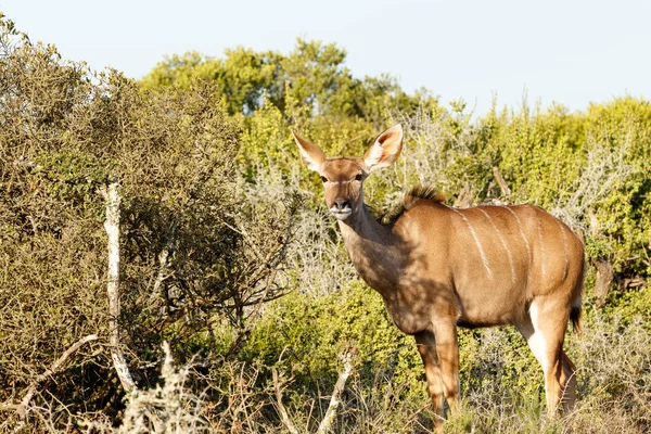 Greater Kudu Looking at You. — ストック写真