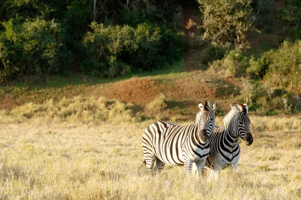 Duas zebras em pé em um campo em Addo — Fotografia de Stock