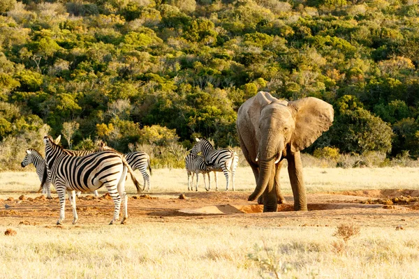 부시 아프리카 코끼리 서 급수 구멍에. — 스톡 사진