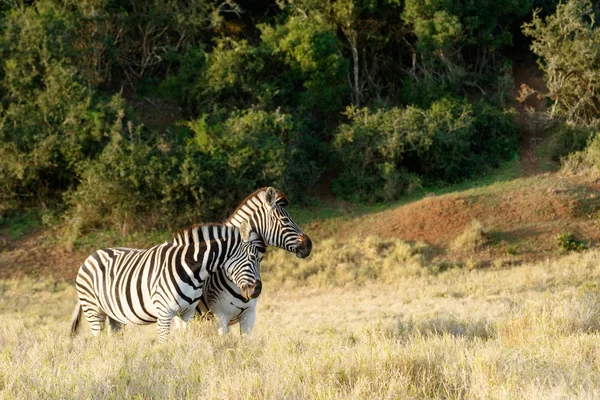 A Zebra dando uma boa esfregadela contra o outro — Fotografia de Stock