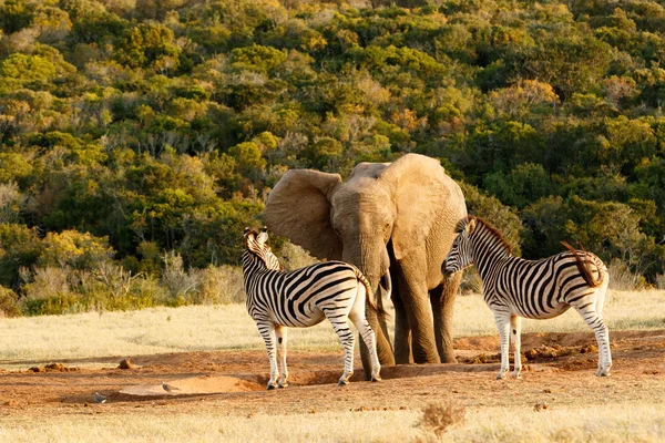 Słoń i Zebra stoi puste dziury wody — Zdjęcie stockowe