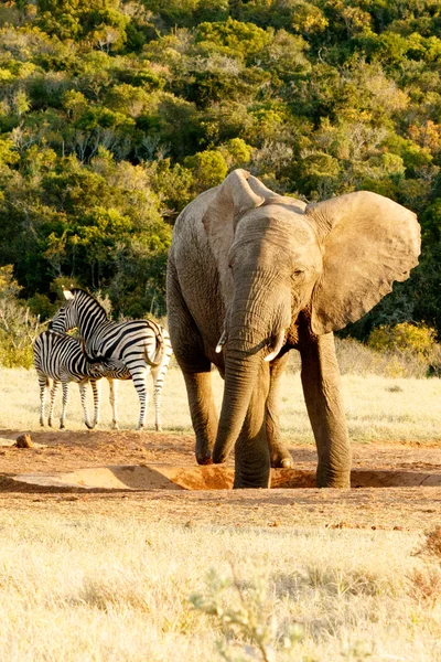 Słoń afrykański ogląda Zebra picia — Zdjęcie stockowe