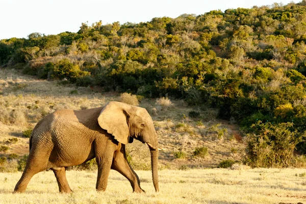 물에가 길에 아프리카 부시 코끼리. — 스톡 사진