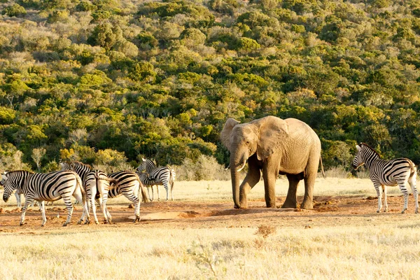 Afrika Bush fili aşağı ayağımı koymak. — Stok fotoğraf