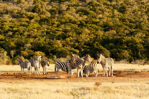 Burchells Zebra at the watering hole. — Stock Photo, Image