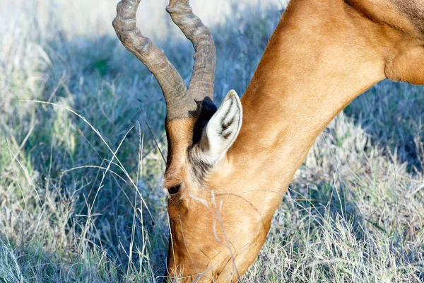 Close up of the head of The Red Harte-beest — ストック写真