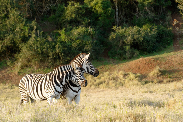 In love The Two Burchell's Zebra in a filed