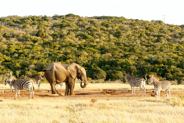 Zebra Esperando para beber com um elefante africano Bush no caminho . — Fotografia de Stock