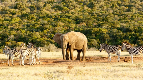 Questa è la mia acqua L'elefante africano Bush — Foto Stock