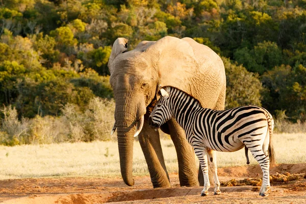 Zebra gúnyos hatalmas afrikai elefánt — Stock Fotó
