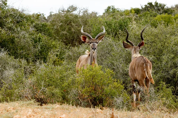 Due grandi Kudu in piedi e uno di fronte all'altro — Foto Stock