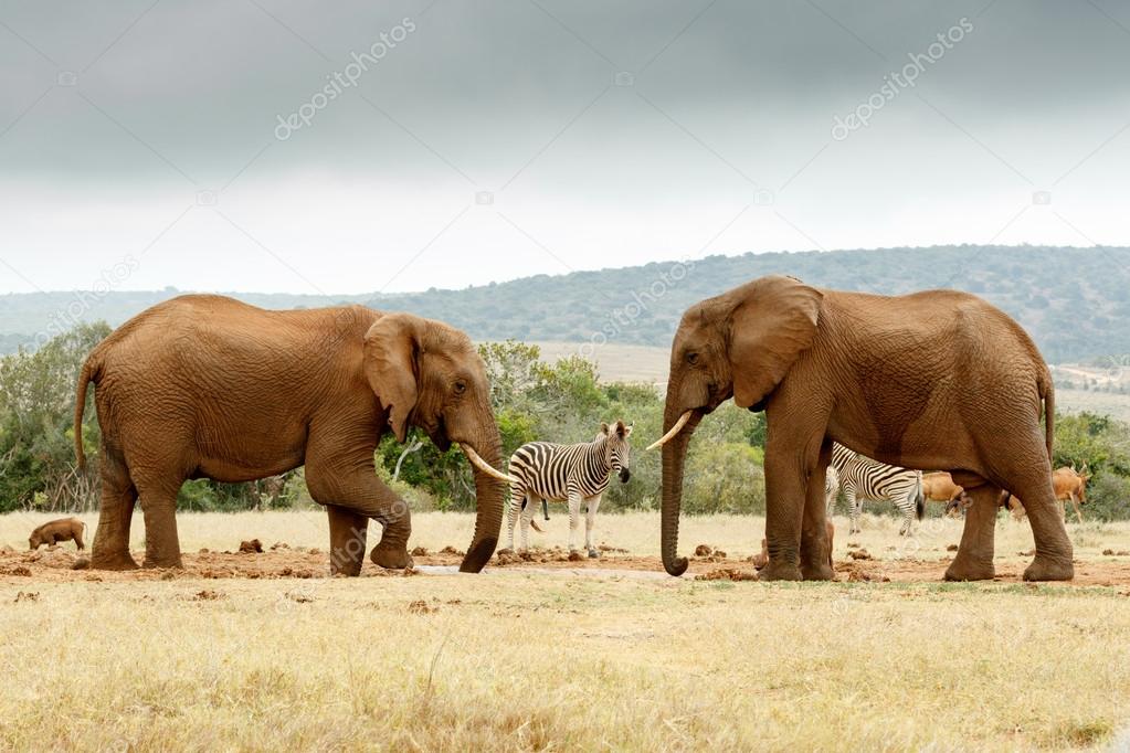 Bush Elephant lifting his leg while the other Elephant stare at 