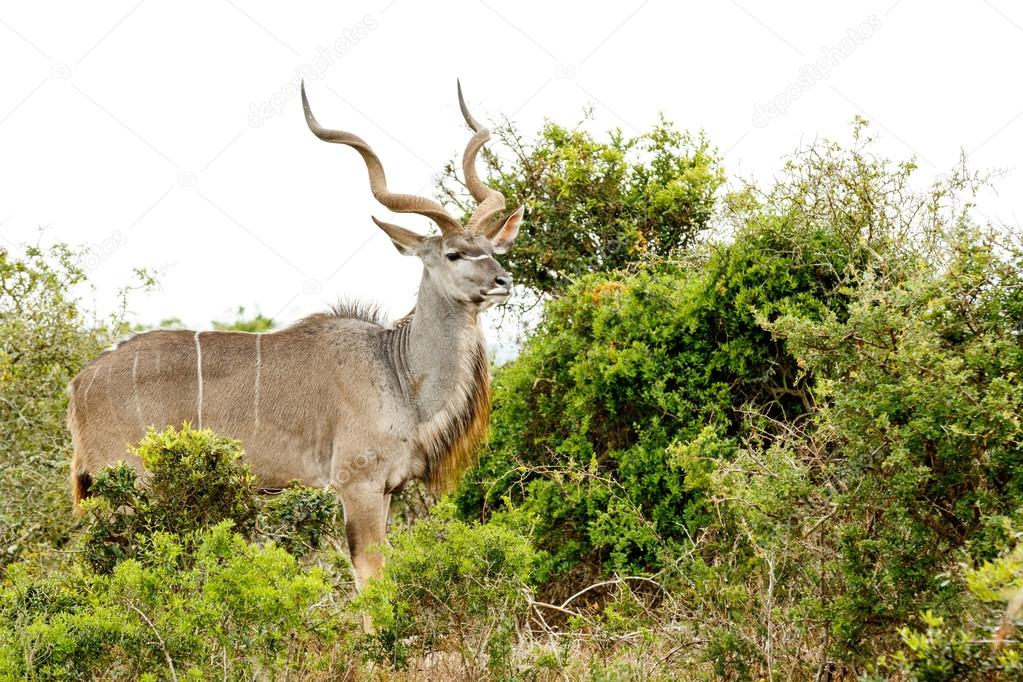 Greater Kudu standing loud and proud in the field
