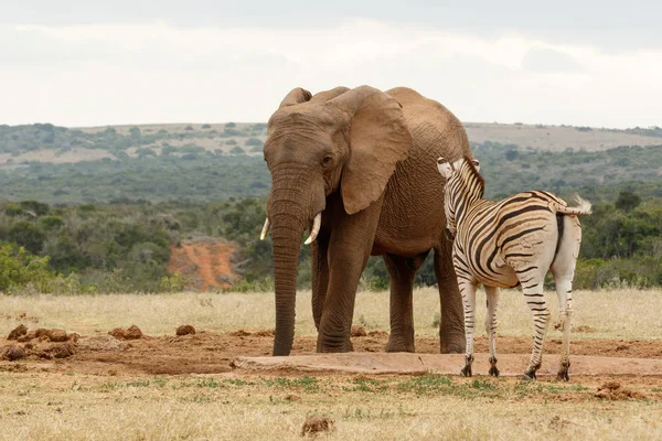 Буш слон перевірити зебри — стокове фото