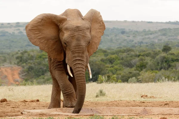 Bush Elefante in piedi e slurping l'acqua — Foto Stock