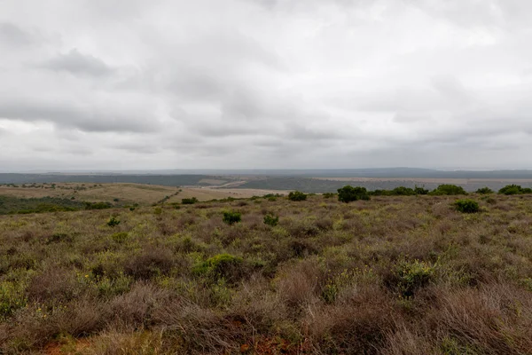 Com vista para o campo de arbustos em um dia nublado — Fotografia de Stock