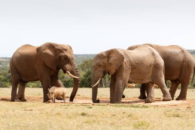 Yaban domuzu Bush fil karşı hiç şansımız yok