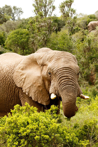 Elephant standing with his trunk Curled up between the bushes.