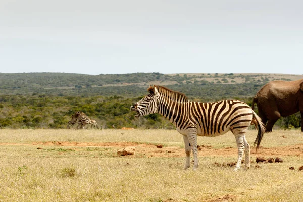 De Burchell Zebra permanent en verstikking — Stockfoto