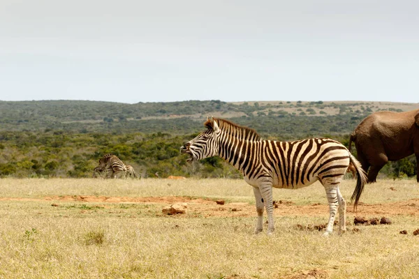 Zebra Burchell's stałego i duszący — Zdjęcie stockowe