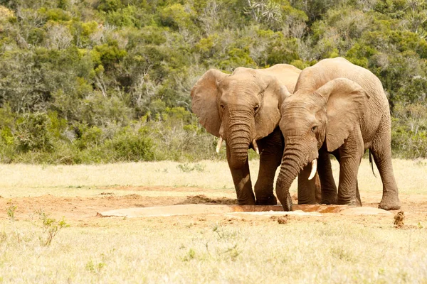 Zwei lieben Vögel Elefanten Wasser trinken — Stockfoto