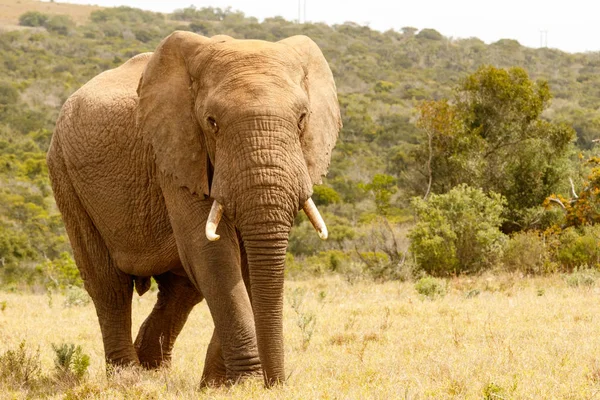 Elefante che cammina orgoglioso nel campo — Foto Stock