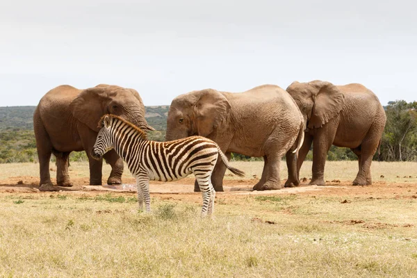 Зебра стоїть на шляху фото ідеальний слона знімати — стокове фото