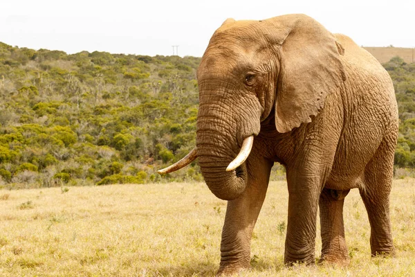 Elefante in piedi con orgoglio nel campo — Foto Stock