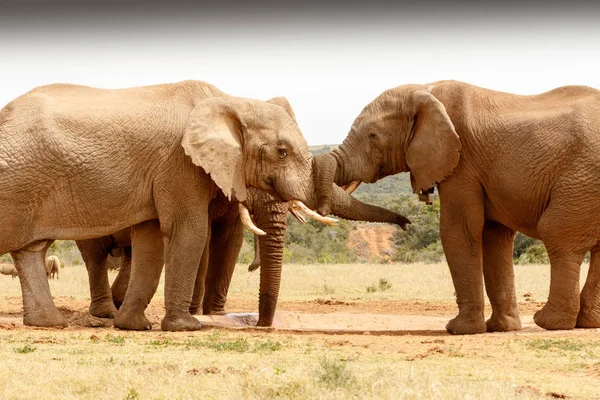Bush Elephant trunk twist