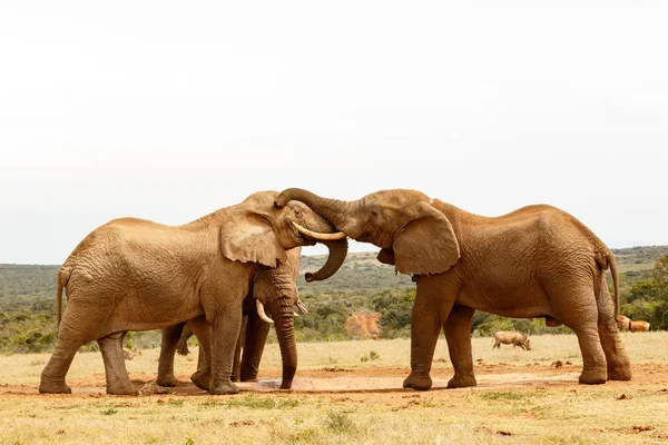 Elefantes Bush brincando com seus troncos — Fotografia de Stock