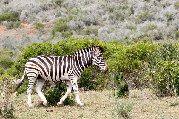 Zebra afastando-se da tribo — Fotografia de Stock