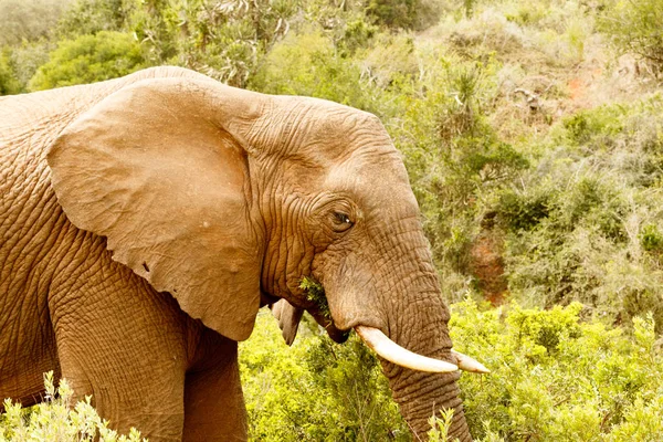 Nahaufnahme eines Buschelefanten, der steht und isst — Stockfoto