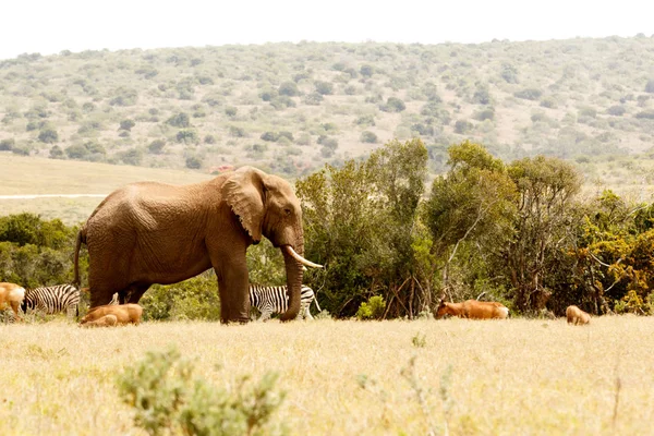 Bush Elephant surrounded with all the animals — Stock Photo, Image