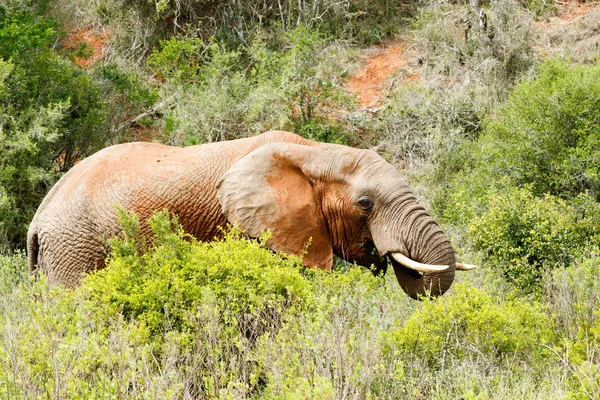 Buschelefant steht und isst — Stockfoto