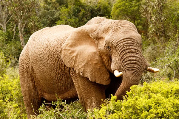 Olifant die zich uitstrekt naar beneden met zijn slurf — Stockfoto