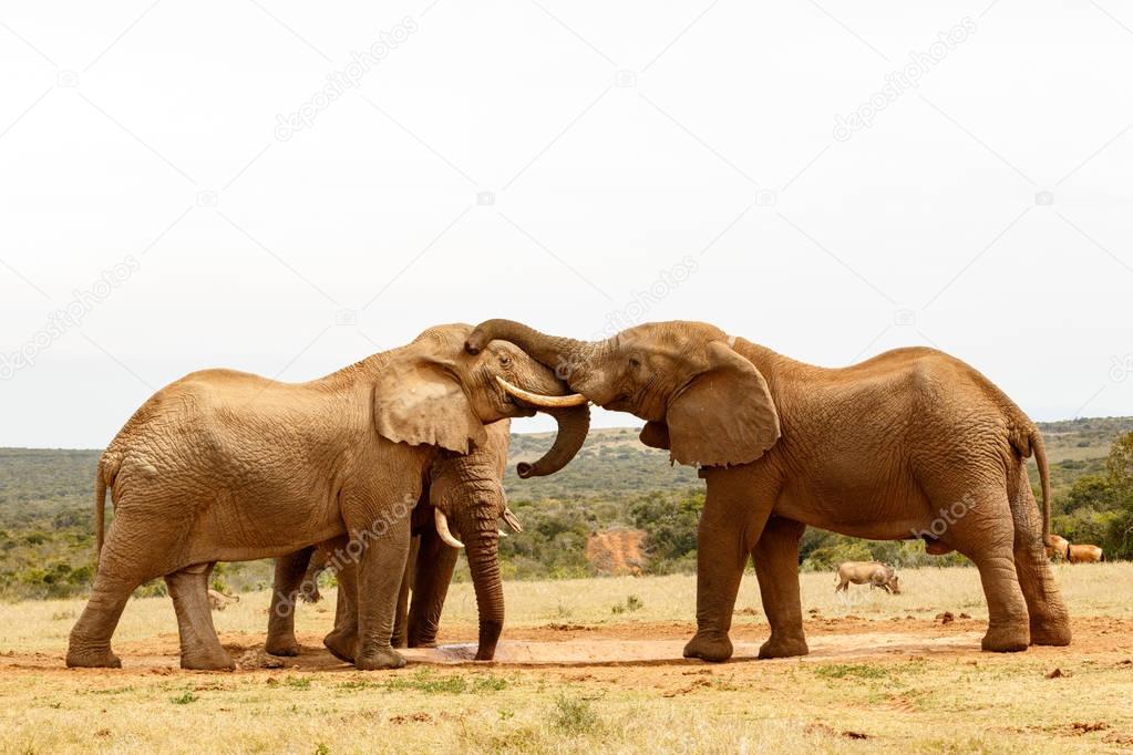 Bush Elephants playing with their trunks