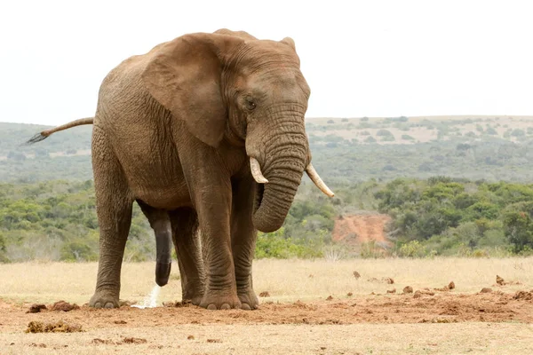 Bush Elefante con la testa abbassata e la coda in aria — Foto Stock