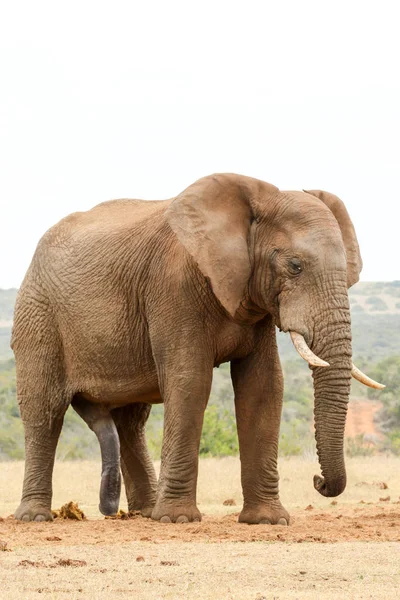 Bush Elephant solo in piedi — Foto Stock