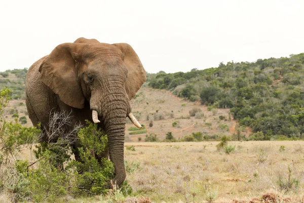 Buschelefant greift nach einem Ast — Stockfoto