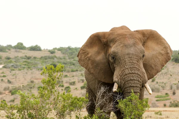 Buschelefant frisst hinter den Büschen — Stockfoto