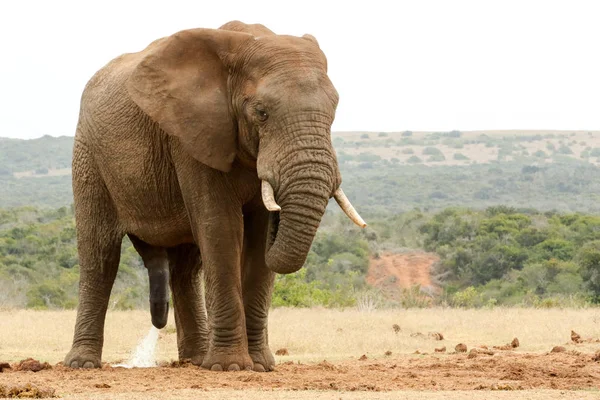 Bush Elephant con la testa bassa - per favore bisogno di un po 'di privacy — Foto Stock