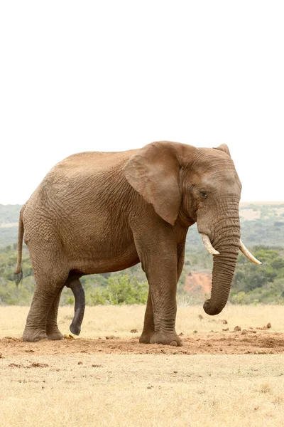Durup bir Bush fil yan görünüm — Stok fotoğraf