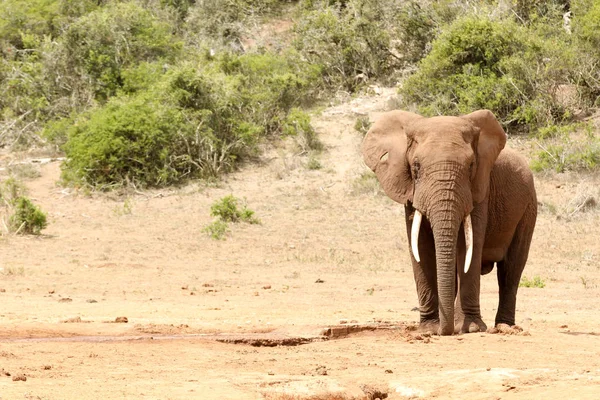 Buschelefant steht allein da — Stockfoto