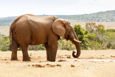 Biraz su içme Afrika Bush fili