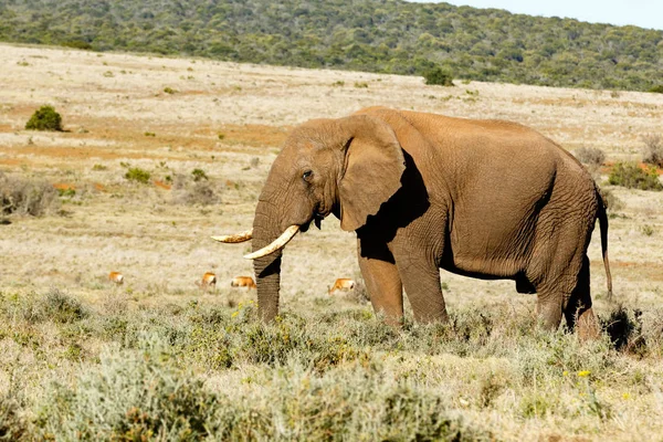 Afrikanischer Buschelefant mit Rüssel im Gras. — Stockfoto