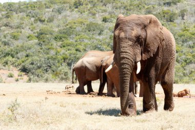 Afrika fili Barajı uzak yürüme