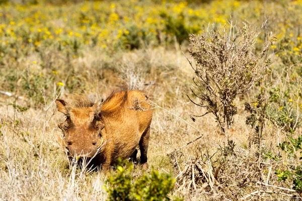 Common warthog hiding between the bushes — Stock Photo, Image